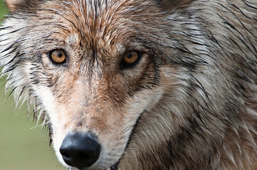Denali National Park and Preserve