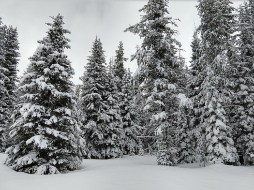 snow trees