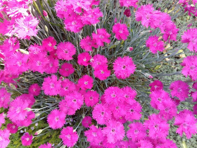 IMG_20180605_183228715