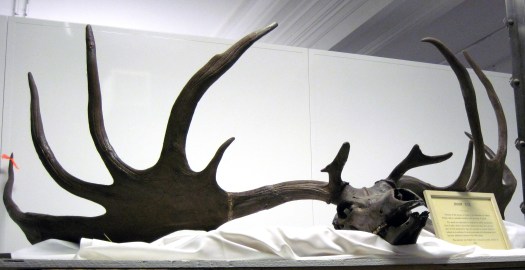 Megaloceros_giganteus_Irish_elk_skull_By James St. John -