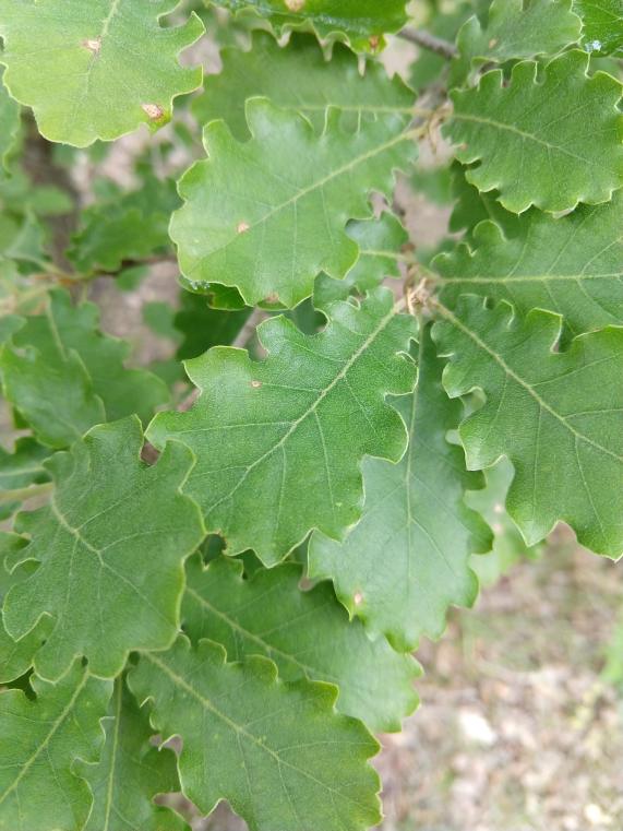 IMG_20190529_111906357